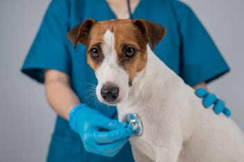 Dierenarts aan huis Oudenaarde - Eine, Oost-Vlaanderen