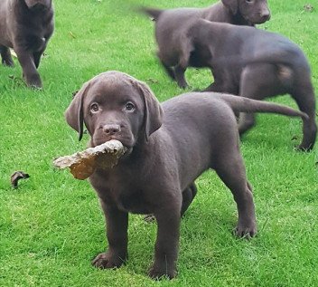 Verkoop Teckel pups, Verkoop Golden Retriever pups, Labrador pups, Beagle pups, Border collie pups, Shiba Inu pups, Belgische pups, Pups van eigen kweek in Hoogstraten, Antwerpen