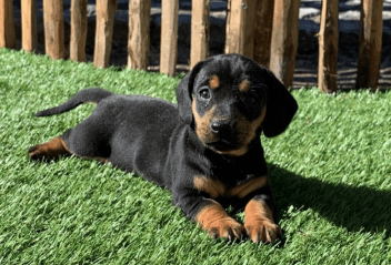 Verkoop Teckel pups, Verkoop Golden Retriever pups, Labrador pups, Beagle pups, Border collie pups, Shiba Inu pups, Belgische pups, Pups van eigen kweek in Hoogstraten, Antwerpen